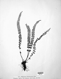 Asplenium trichomanes image